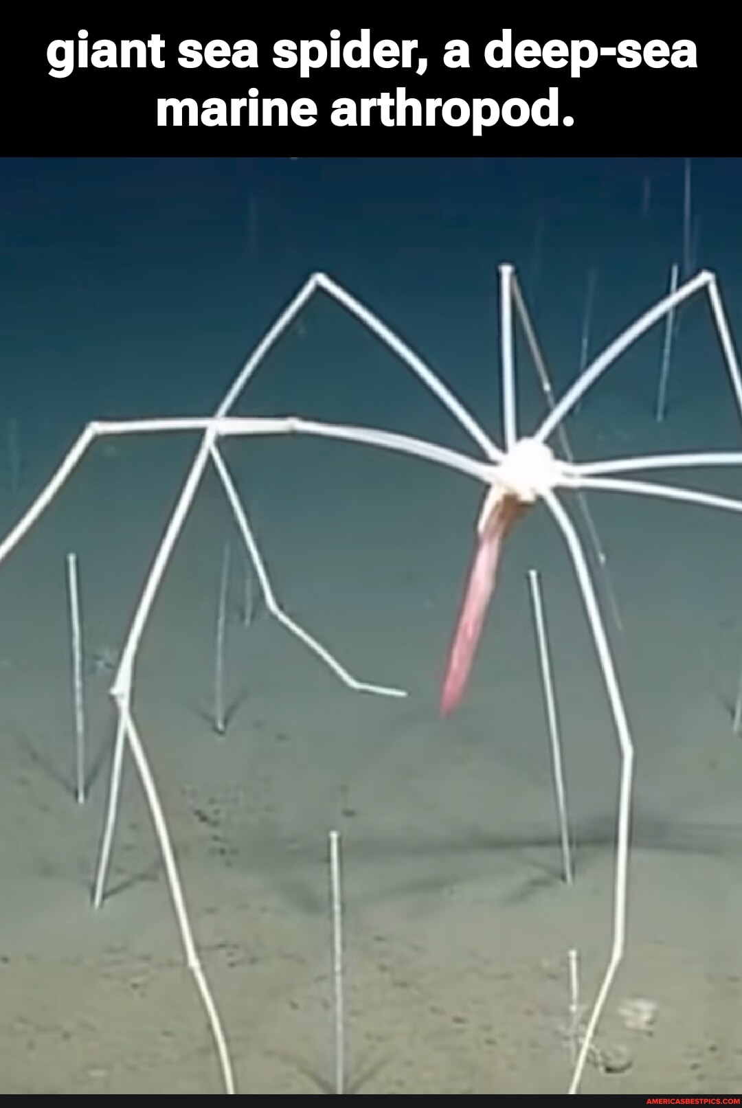 Giant sea spider, a deep-sea marine arthropod. - America’s best pics ...