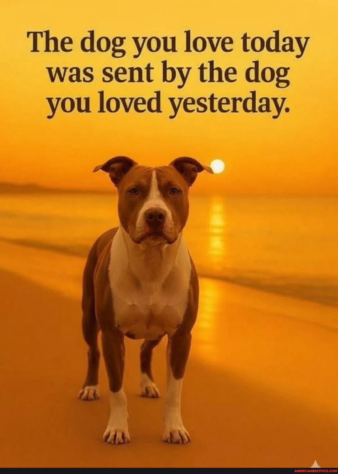 The dog you love today was sent by the dog