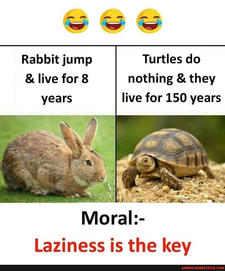 Turtle Do Nothing Turtles do nothing & they live for 150 years Rabbit jump & live for 8 ...