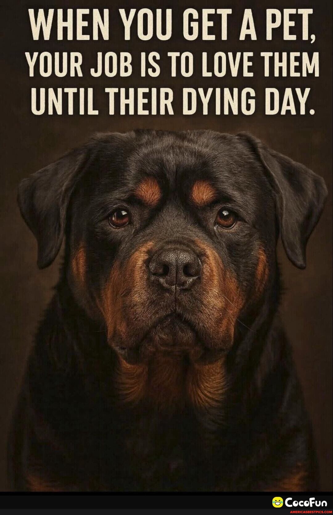 animals-memes-memes-the-best-memes-on-america-s-best-pics-and-videos