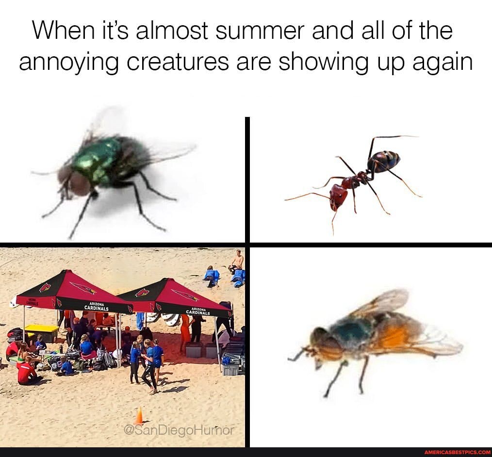 When it's almost summer and all of the annoying creatures are showing up  again - America's best pics and videos, image size:1014x942