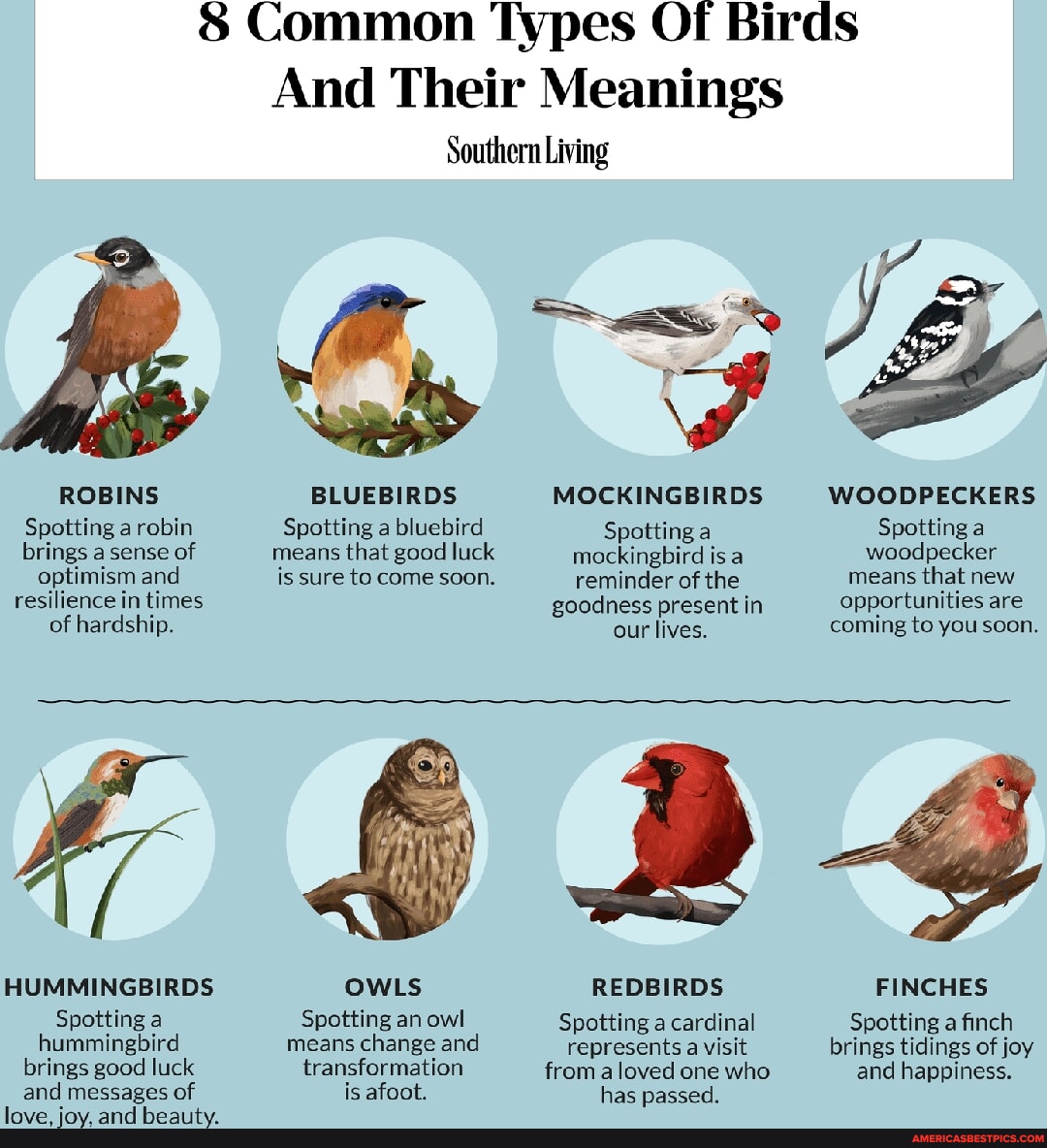 Common Types Of Birds And Their Meanings Southern Living ROBINS ...
