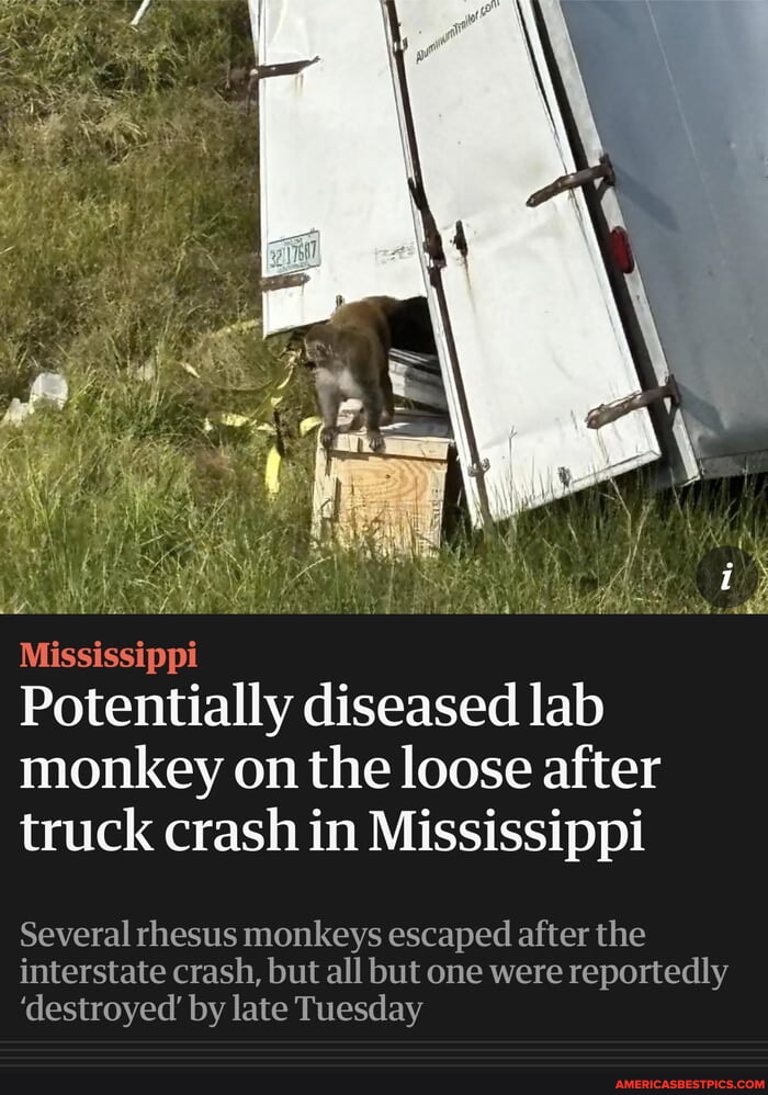 Mississippi Potentially diseased lab monkey on the loose after truck ...