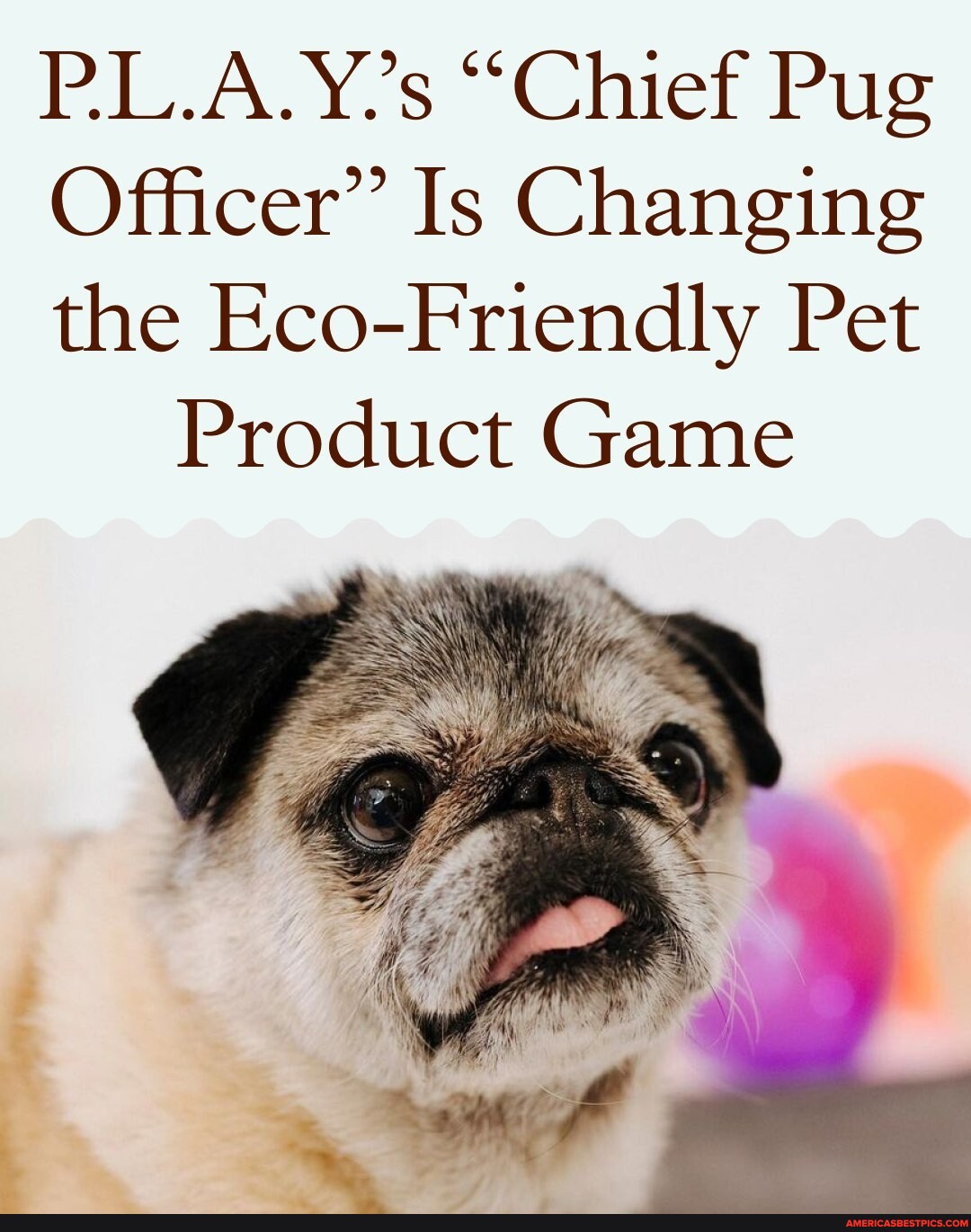 Twelve years ago, Will Chen and his wife, Deb, adopted a pug named Momo ...