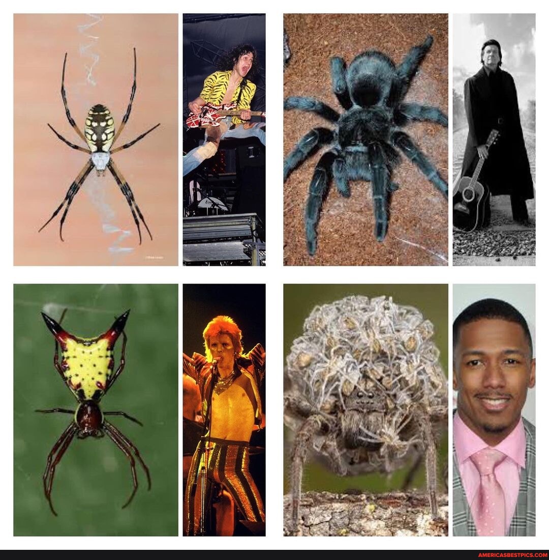 Famous Spiders Spiders and their celebrity twins! #celebritylookalike #spiders # ...