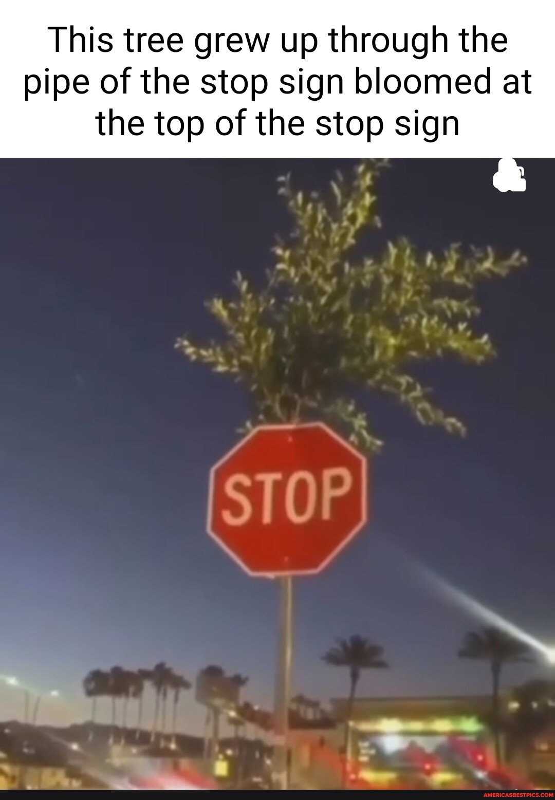 This tree grew up through the pipe of the stop sign bloomed at the top ...
