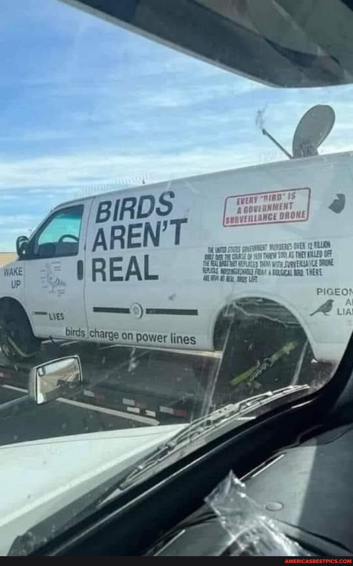 BIRD ARENT q) IREAL sbirds charge on power lines - America’s best pics ...