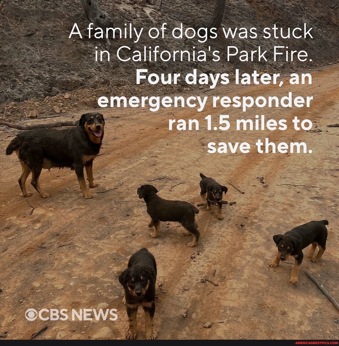 “REMARKABLE RESCUE”: Two Rottweilers and their puppies were “presumed ...