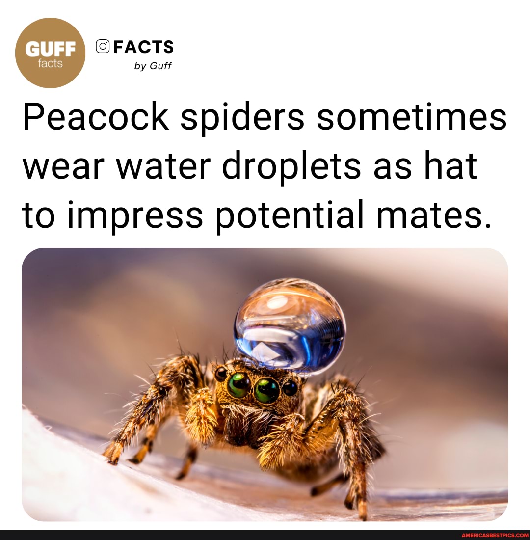 FACTS by Guff Peacock spiders sometimes wear water droplets as hat to  impress potential mates. - America's best pics and videos, image size:1080x1100