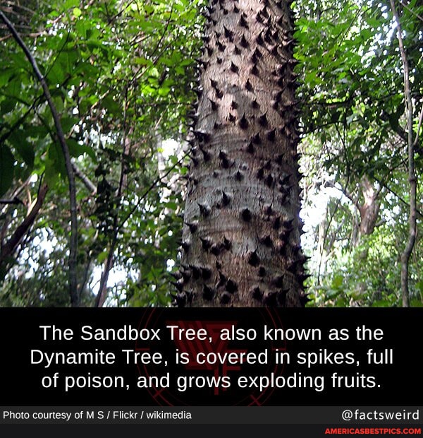 N/A - The Sandbox Tree, also known as the Dynamite Tree, is covered in ...